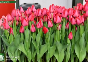 Tulipa Spryng Tide ® (2)